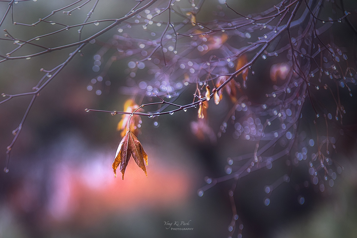 128_3728_30-st-c-s-Winter rain-2024-6.jpg