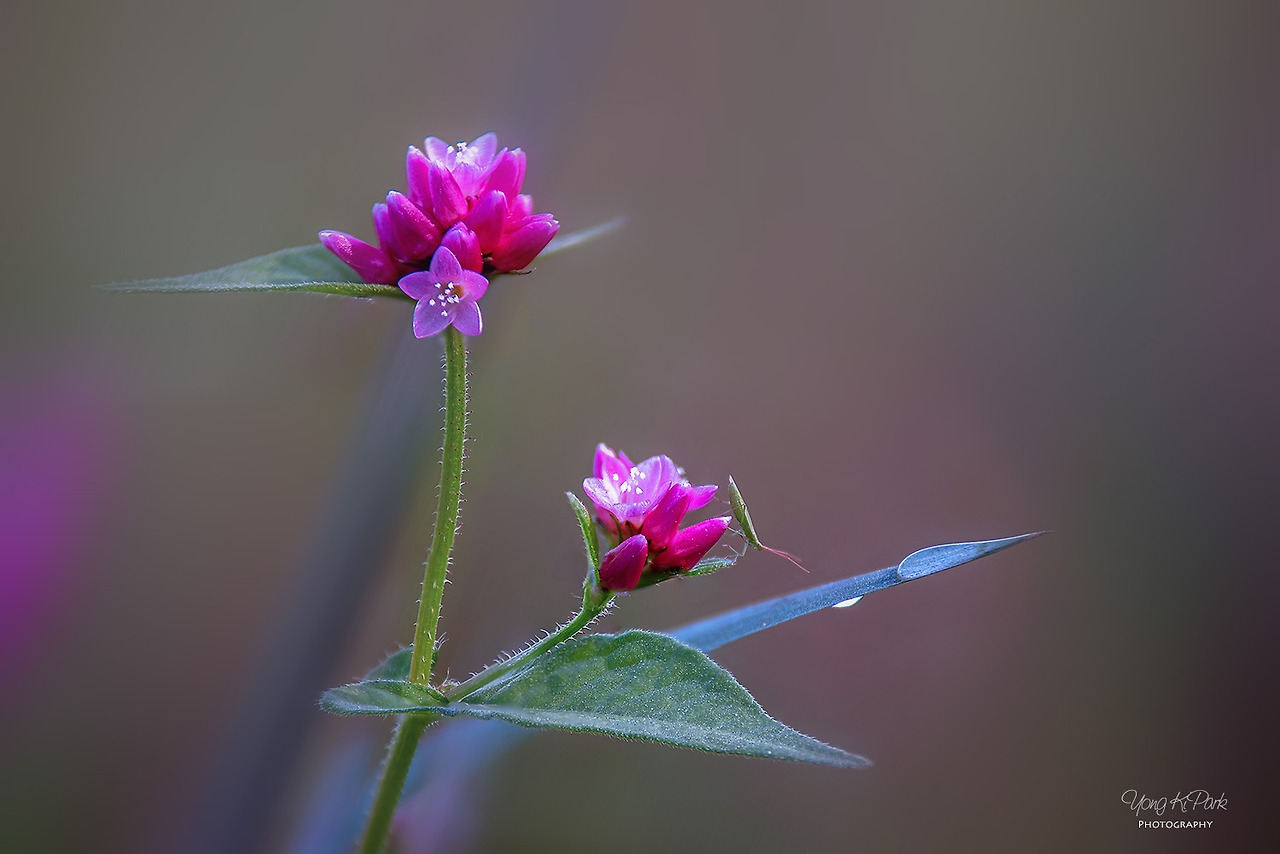 115_5086-91_5077-st-s-A precious moment of autumn-29.jpg