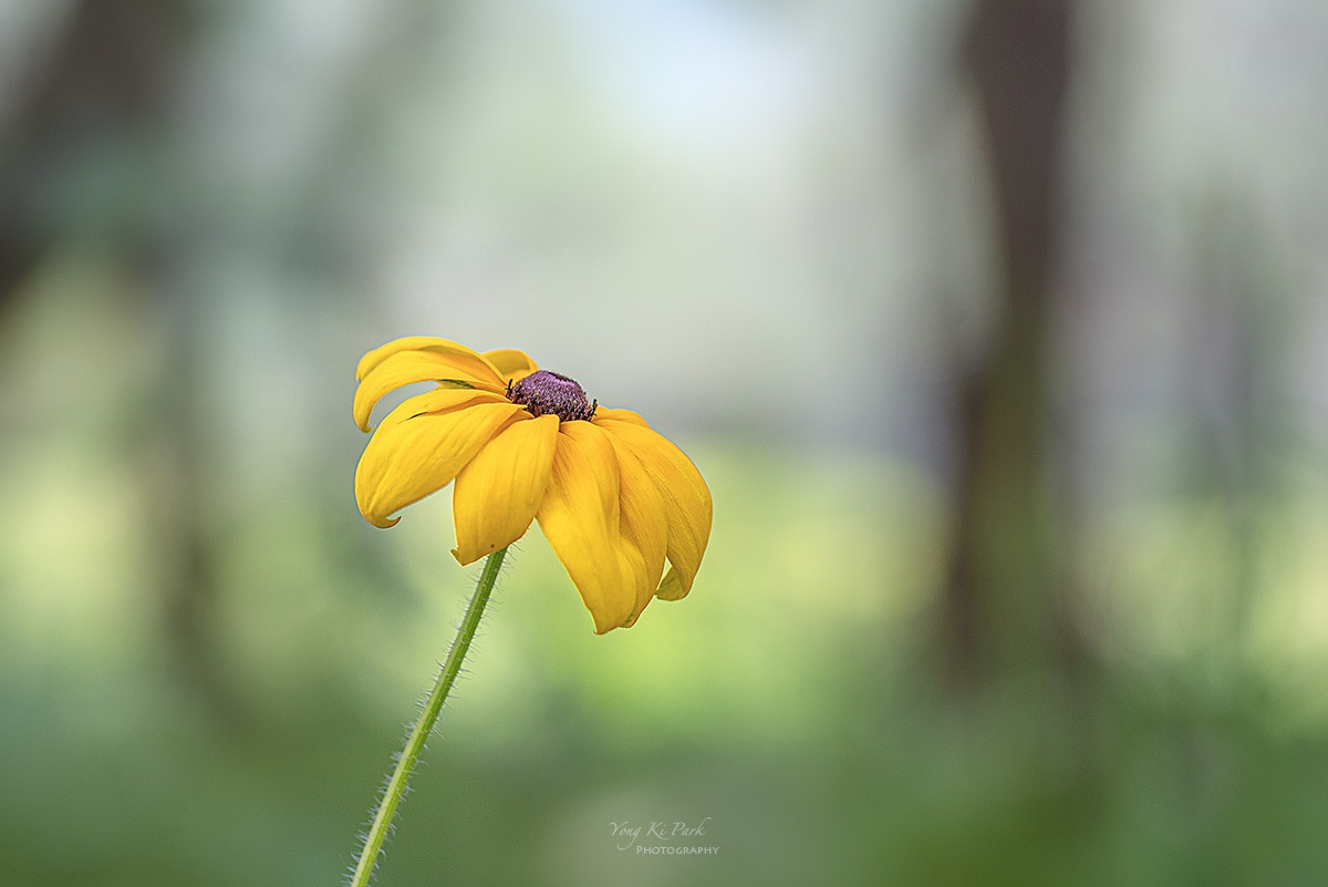 126_0508-F-s-A walk in the garden-27.jpg