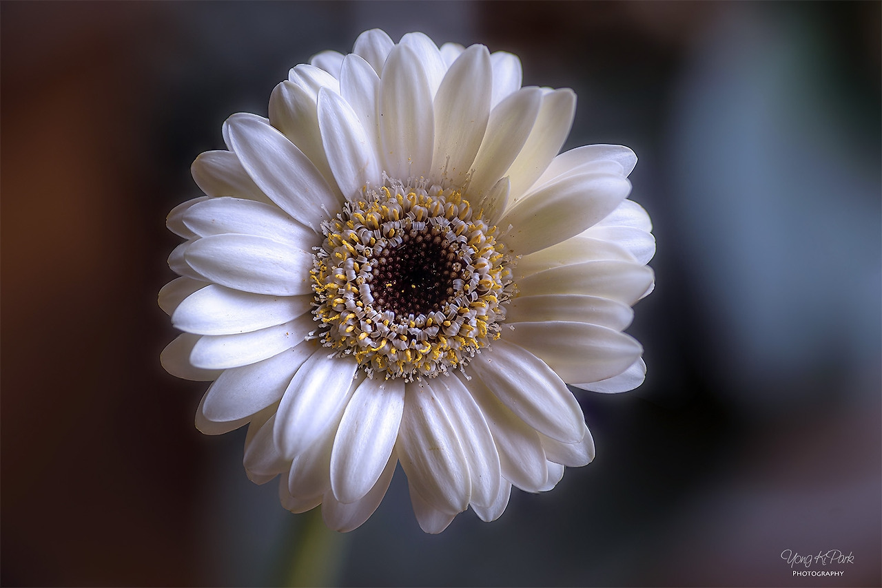 117_4094-4101-st-s-A summer dream 2020-3.jpg