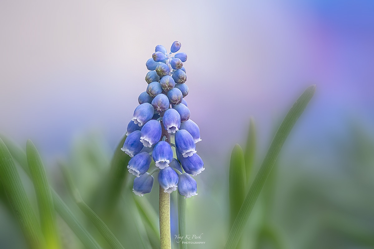 134_0773-78-st-s-Spring that came to me-8.jpg