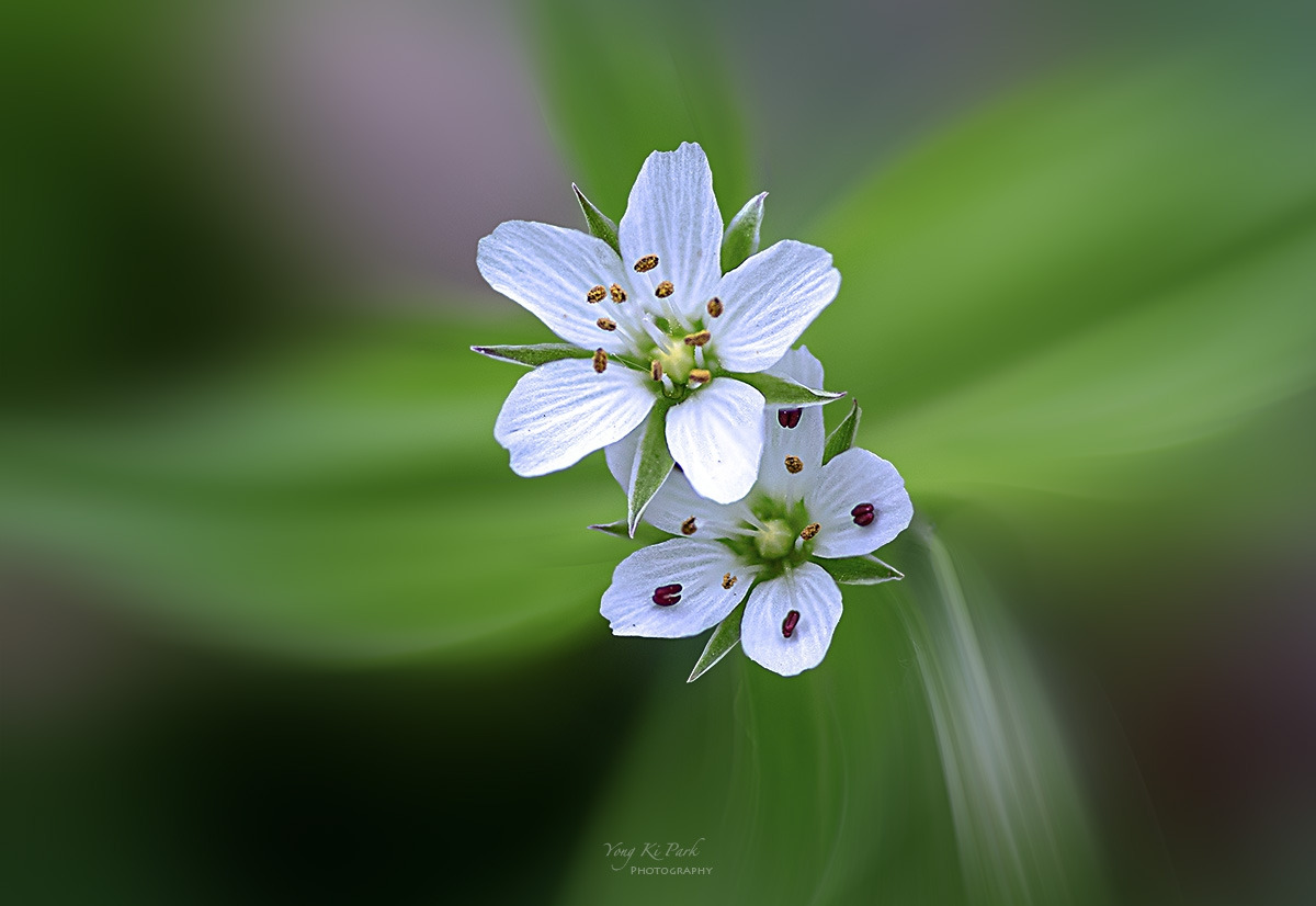 135_1501-04-st-m-s-Spring that came to me-42.jpg