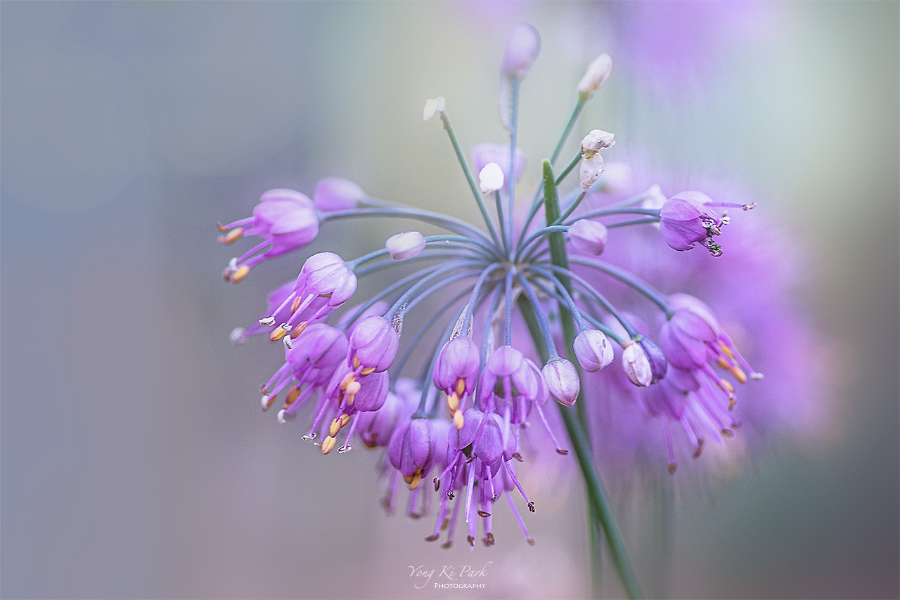 119_9598-c-s-Autumn flowers-2.jpg