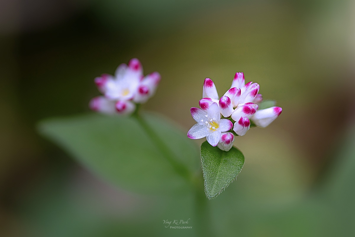 132_2700-02-st-s--Feelings of autumn-13.jpg