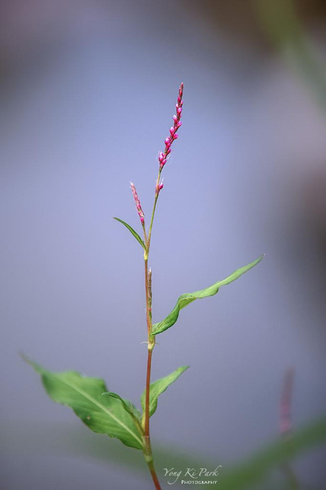 119_4753-s-The summer in Muju-4-7.jpg