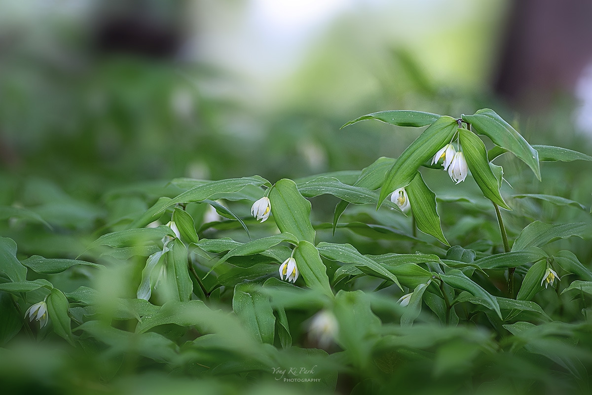 129_9744-48-st-s-Spring dream-2024-5-2.jpg