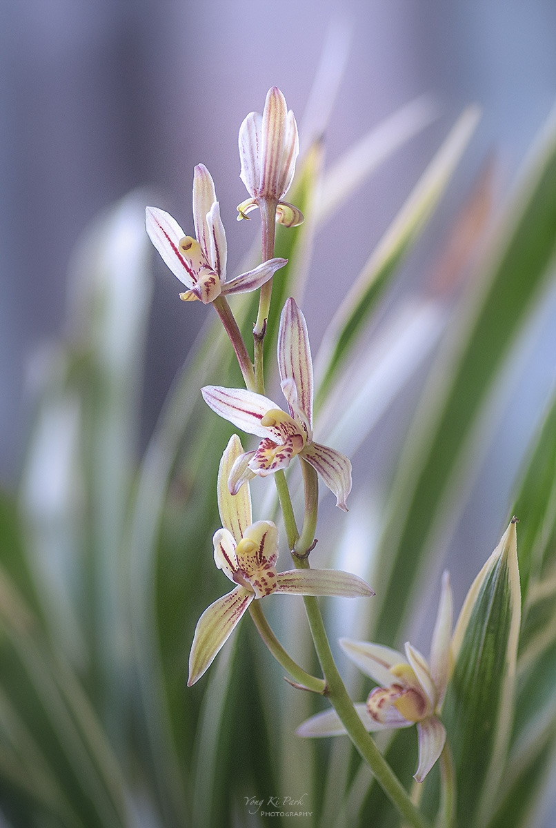 310_8935-40-st-s-Flowers in my balcony-1.jpg