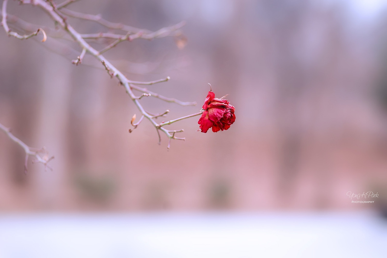 112_5192-s-Flowers blooming in winter-2.jpg
