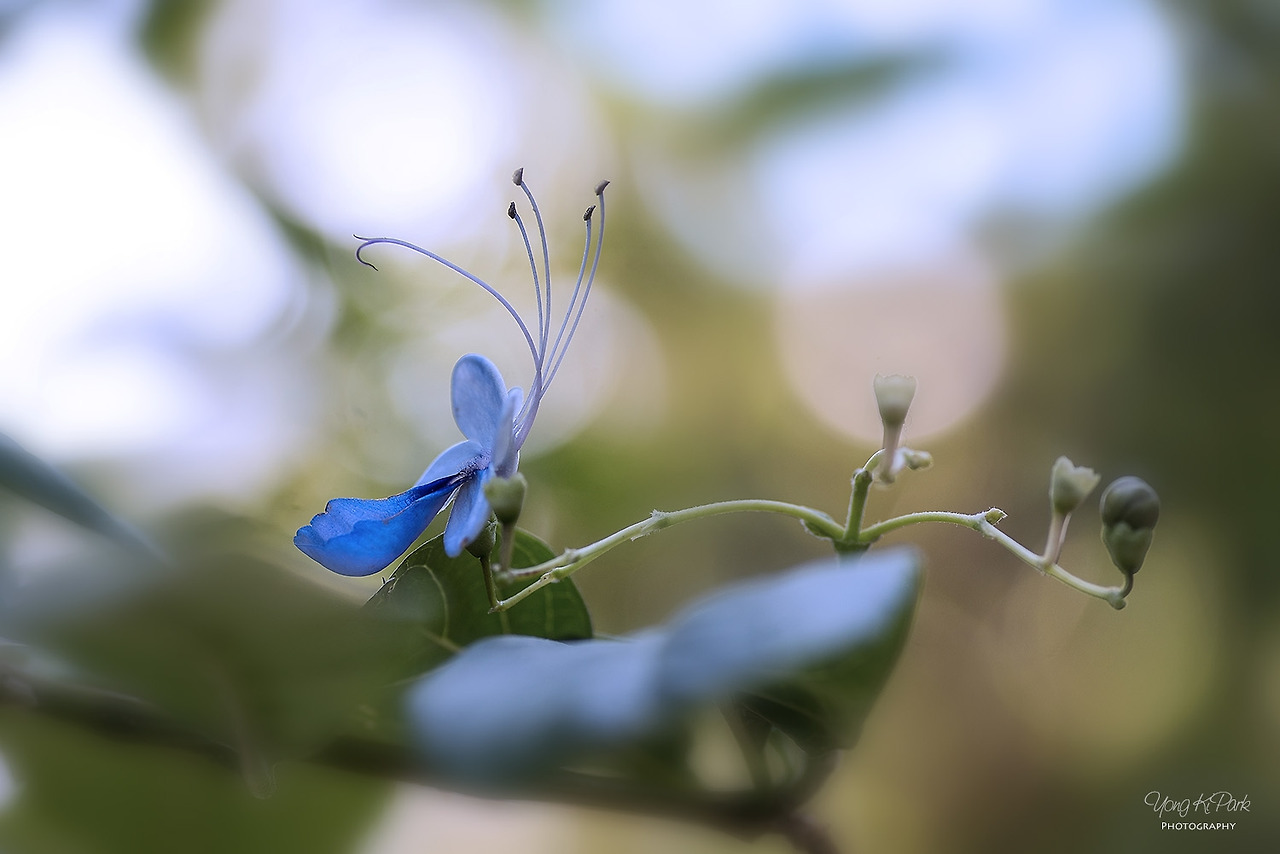 112_6007-s-Short trip to a tropical garden-3.jpg