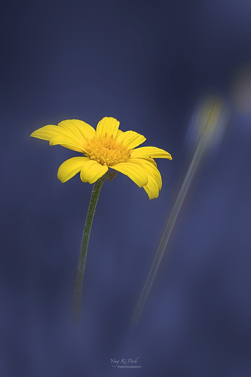 137_6462-67-st-m-s-Autumnal lyricism-10.jpg