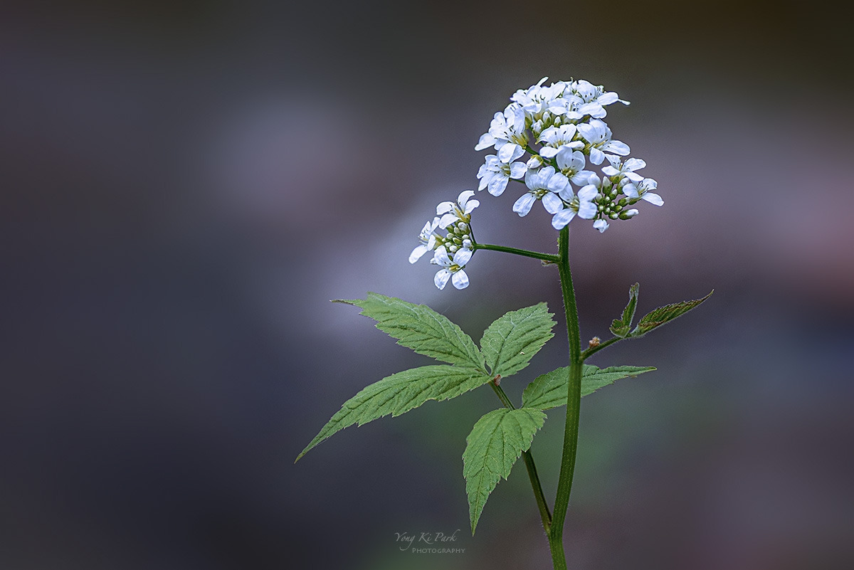 135_1546-52-st-s-Poetic moment of spring-2025-5.jpg