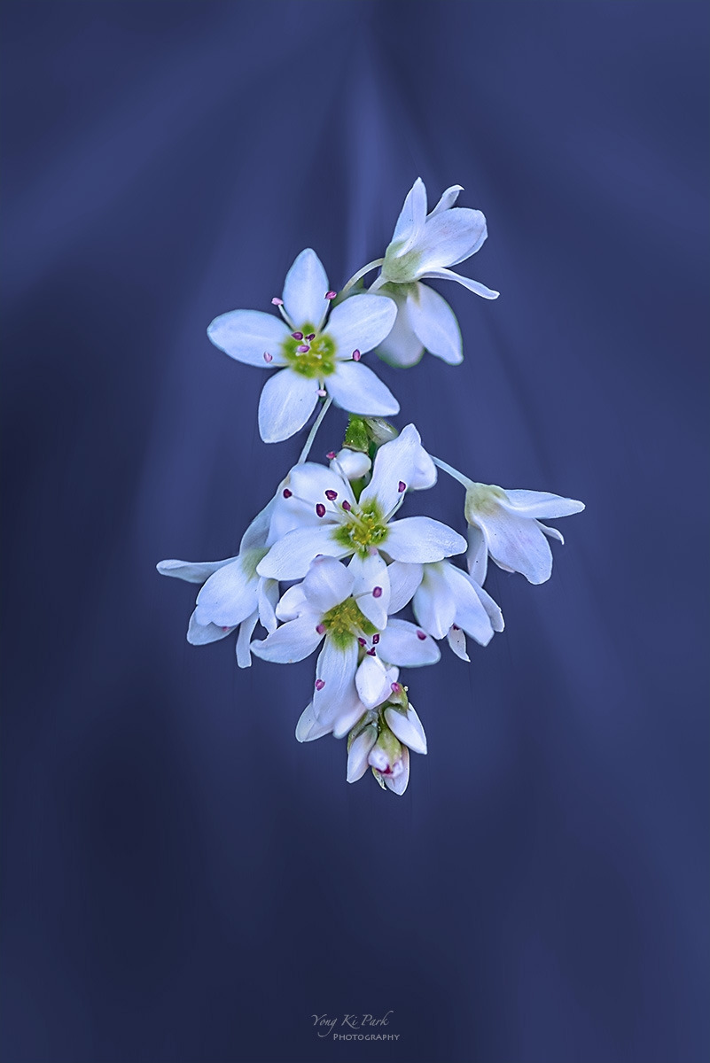 130_8627-31-st-c-m-s-Floral abstract-2024 summer-6.jpg