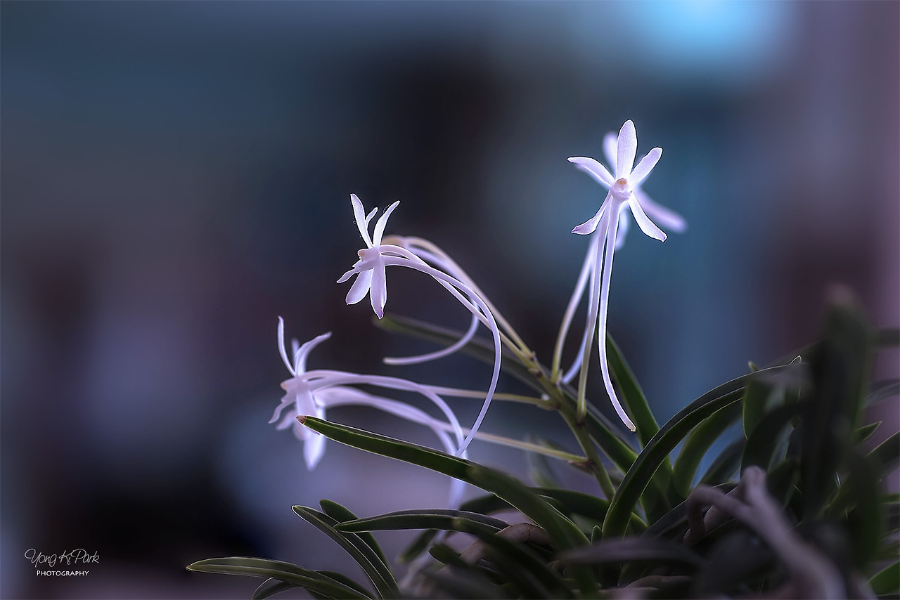 111_5050-53-st-s-Flowers surviving in hot summer-7.jpg