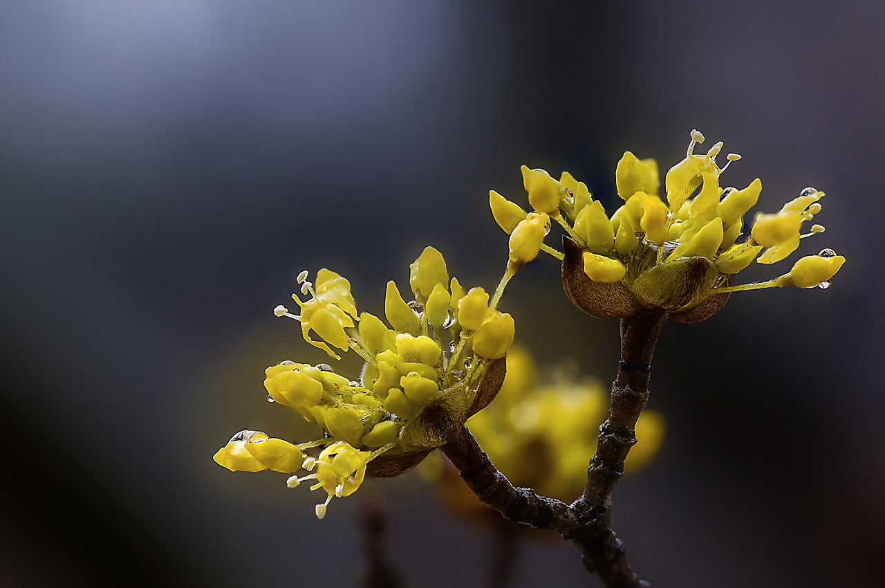 308_3829-34-st-Spring has just woken..jpg