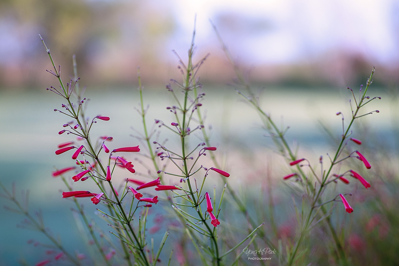 116_2018-s-Hawaii-마우이에서 만난 꽃-폭죽초.jpg