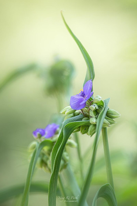 121_4244-s-Summer garden-1.jpg