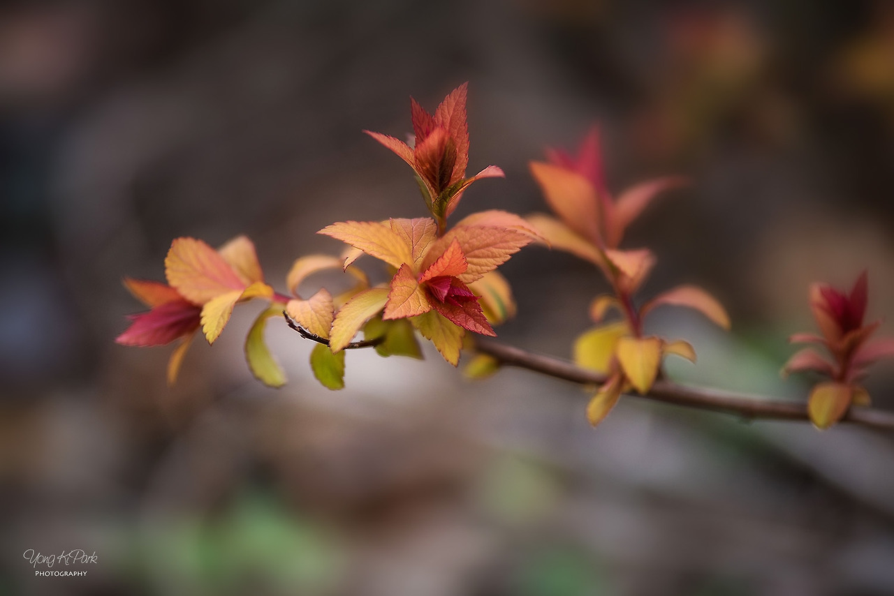 113_4089_87-st-s-In the garden of spring-3.jpg