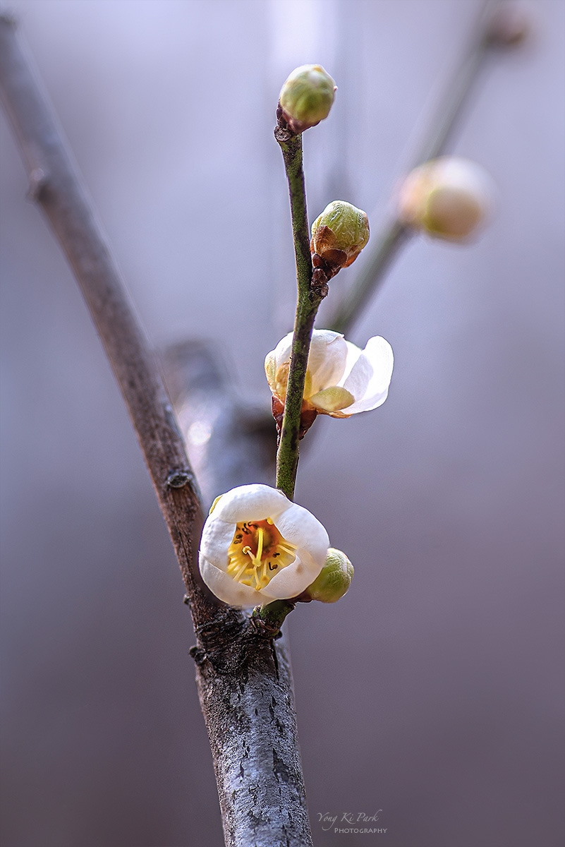 124_3181-86-st-s-Spring again-9.jpg