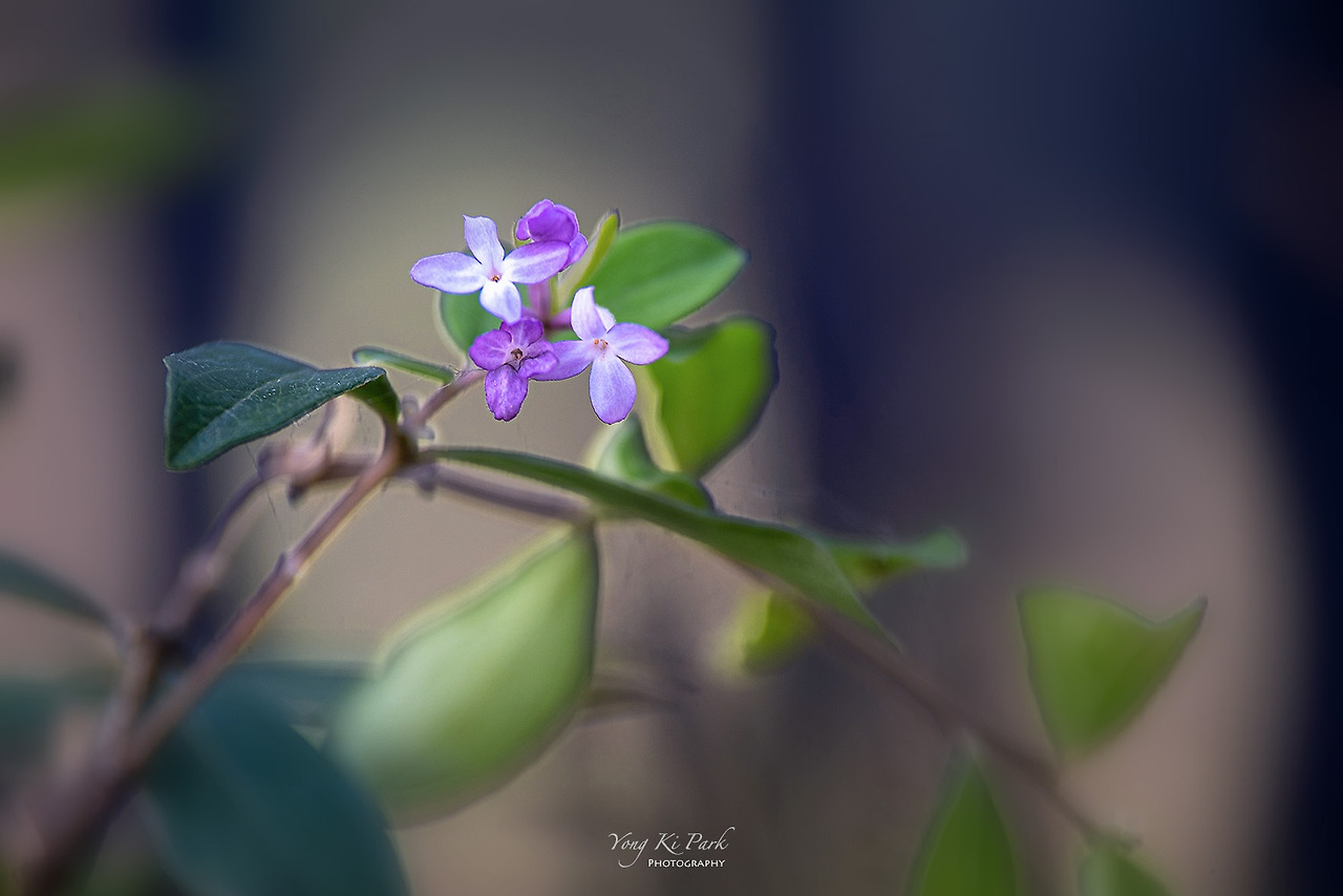 119_9064-s-Autumn of Muju-8-4.jpg