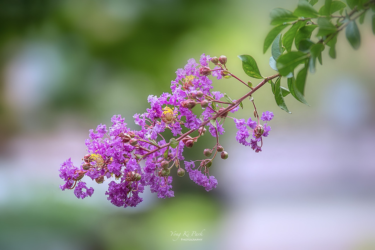 119_3684-s-Poetic summer-38.jpg