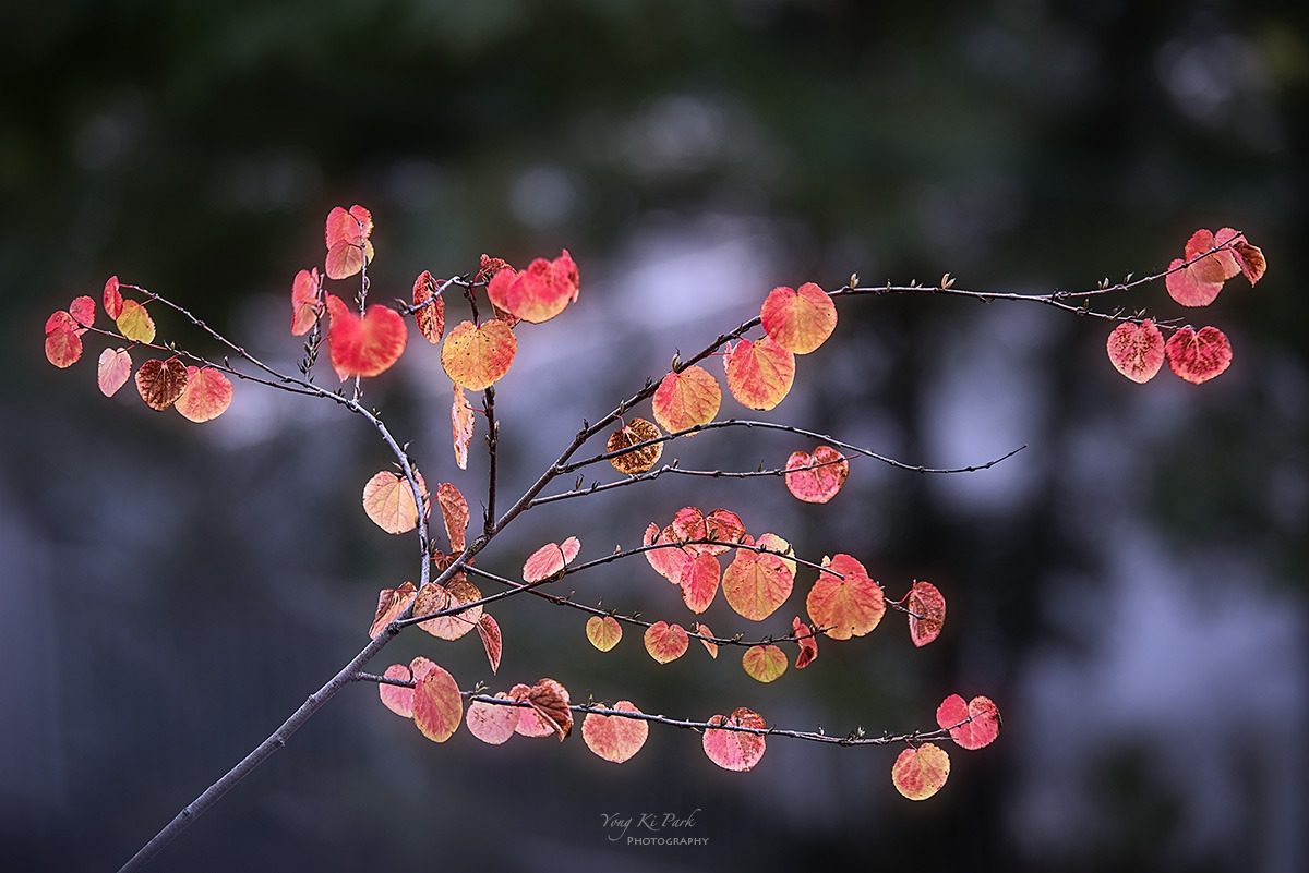 127_3056-58-st-s-Touch of autumn-1.jpg