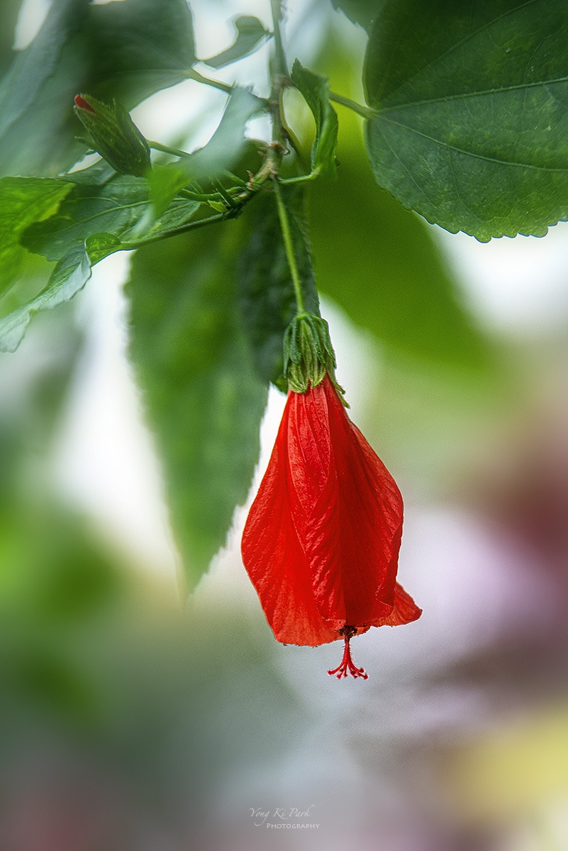 123_9531-F-s-Dreaming flowers-15.jpg