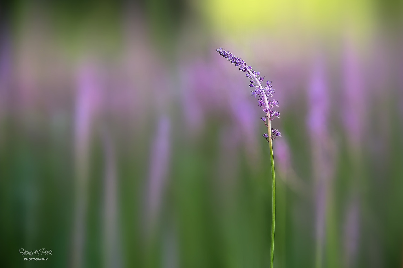 111_7210-s-Beginning of autumn-3.jpg