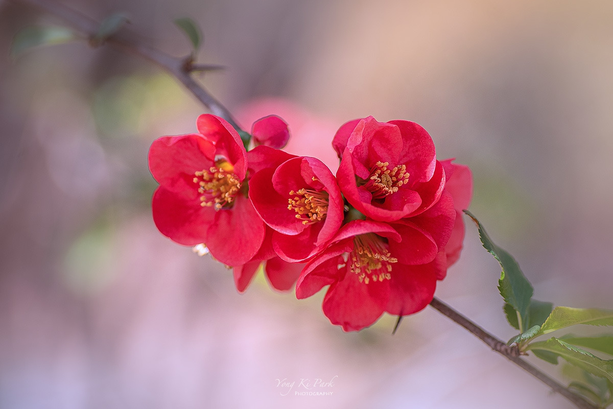 121_0325-s-So spring has come and is going-8.jpg