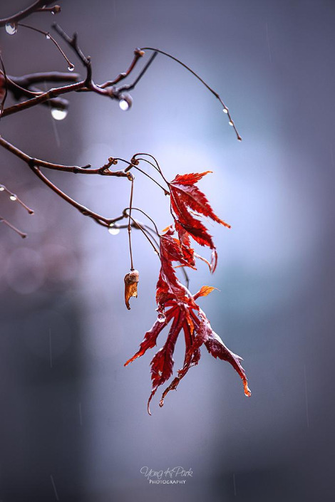 116_0878_76-st-s-AF-Winter rain-7.jpg