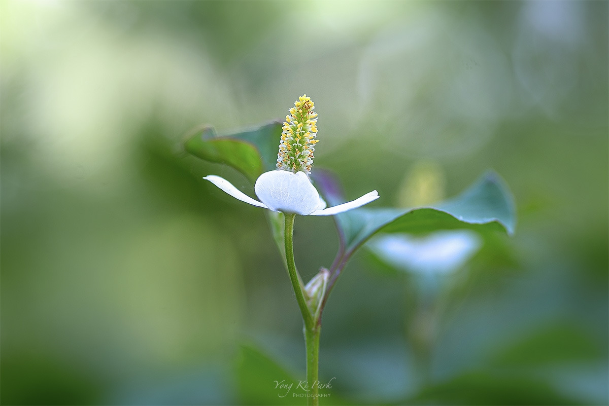 121_5244-48-st-s-Summer garden-5.jpg