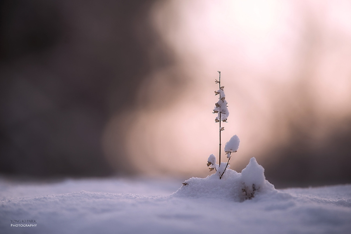 109_1277-s-AF-The trace of the life left in the winter-1.jpg