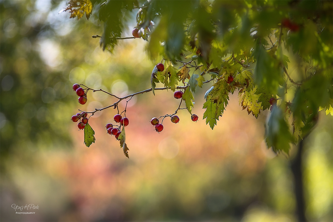 112_0344_43-st-s-The light of this autumn-2.jpg