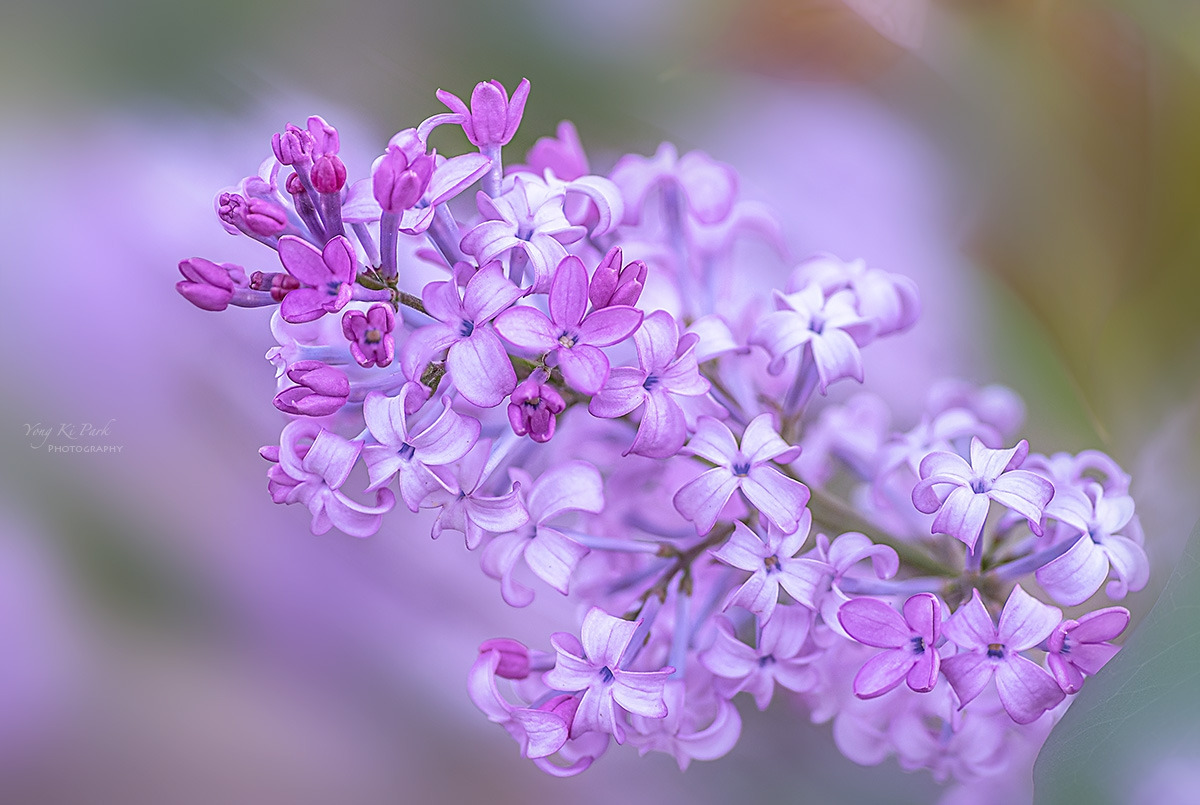 135_0976-79-st-m-s-Poetic moment of spring 2025-4.jpg