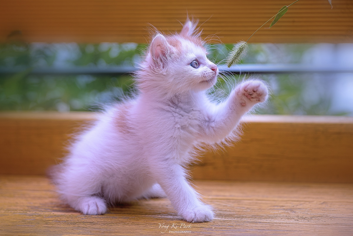 122_3906-s-Curiosity of a little kitten-1.jpg