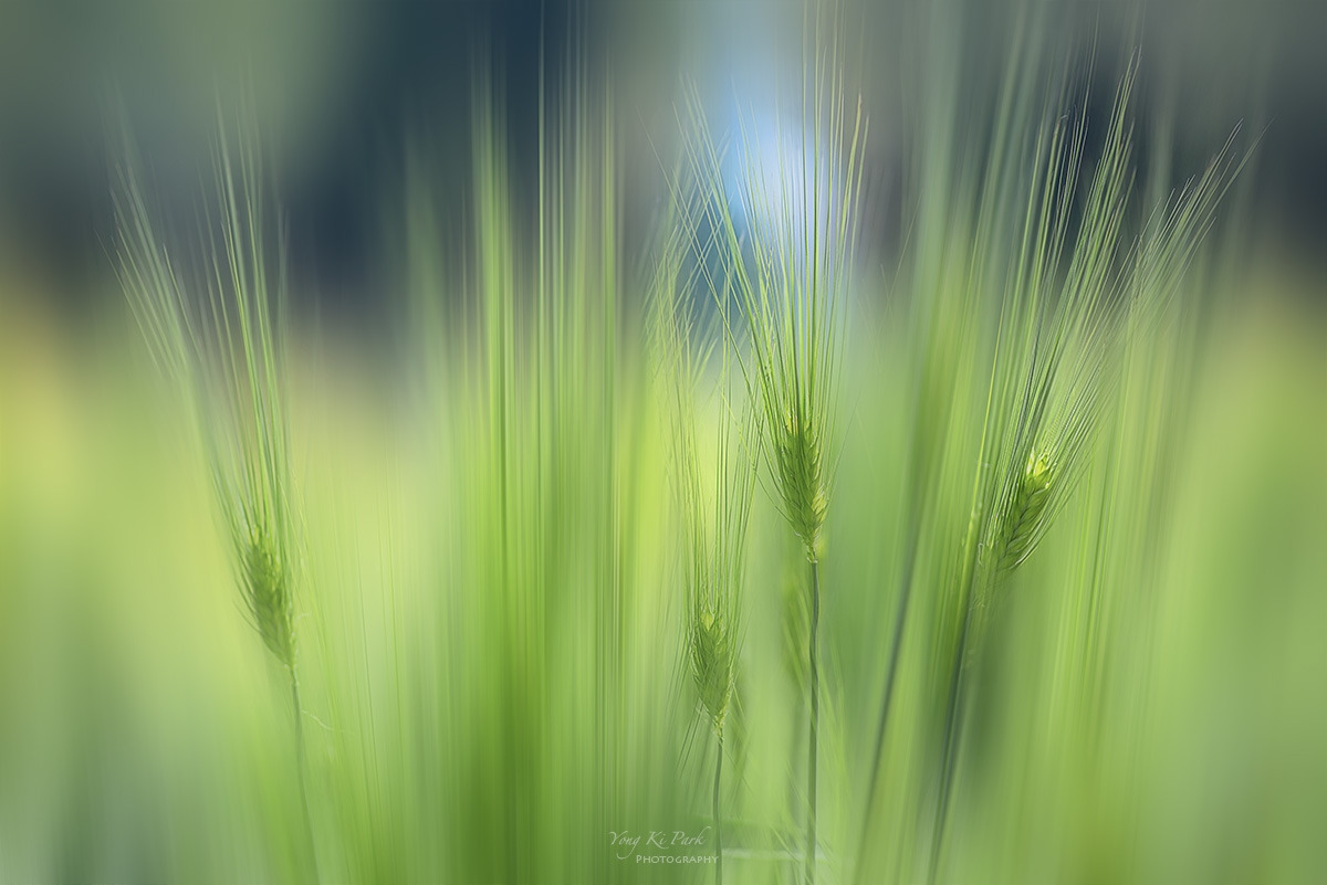 135_7396-F-s-Whadam forest-2.jpg