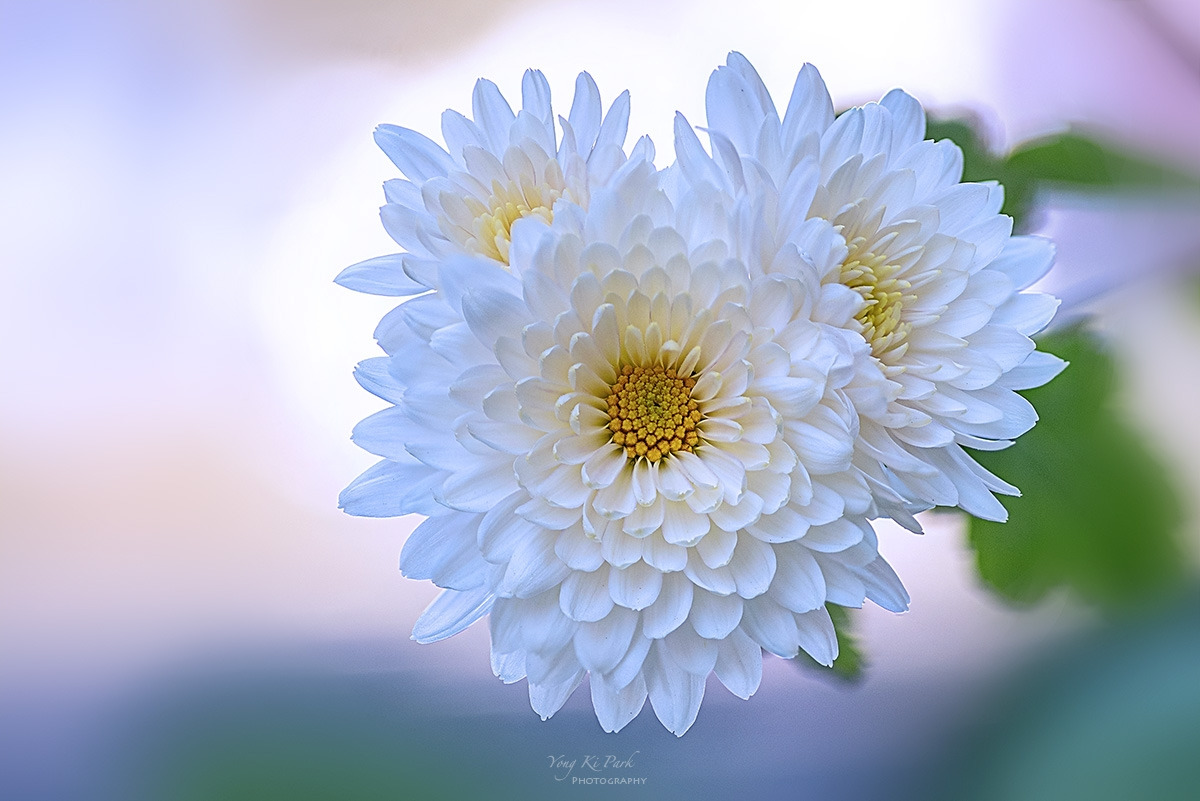 133_1399-1402-st-s-Touch of autumn-2024-6.jpg