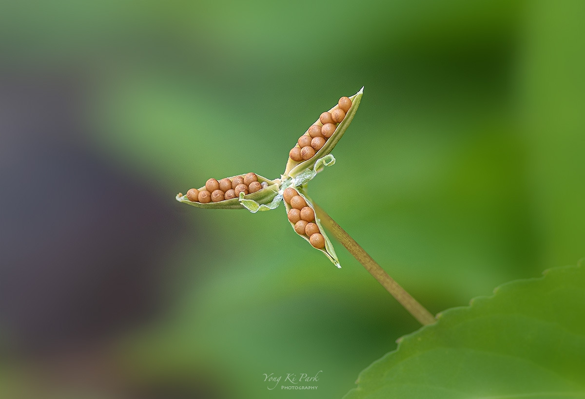 122_4232-40-st-s-Made in nature-26-2.jpg