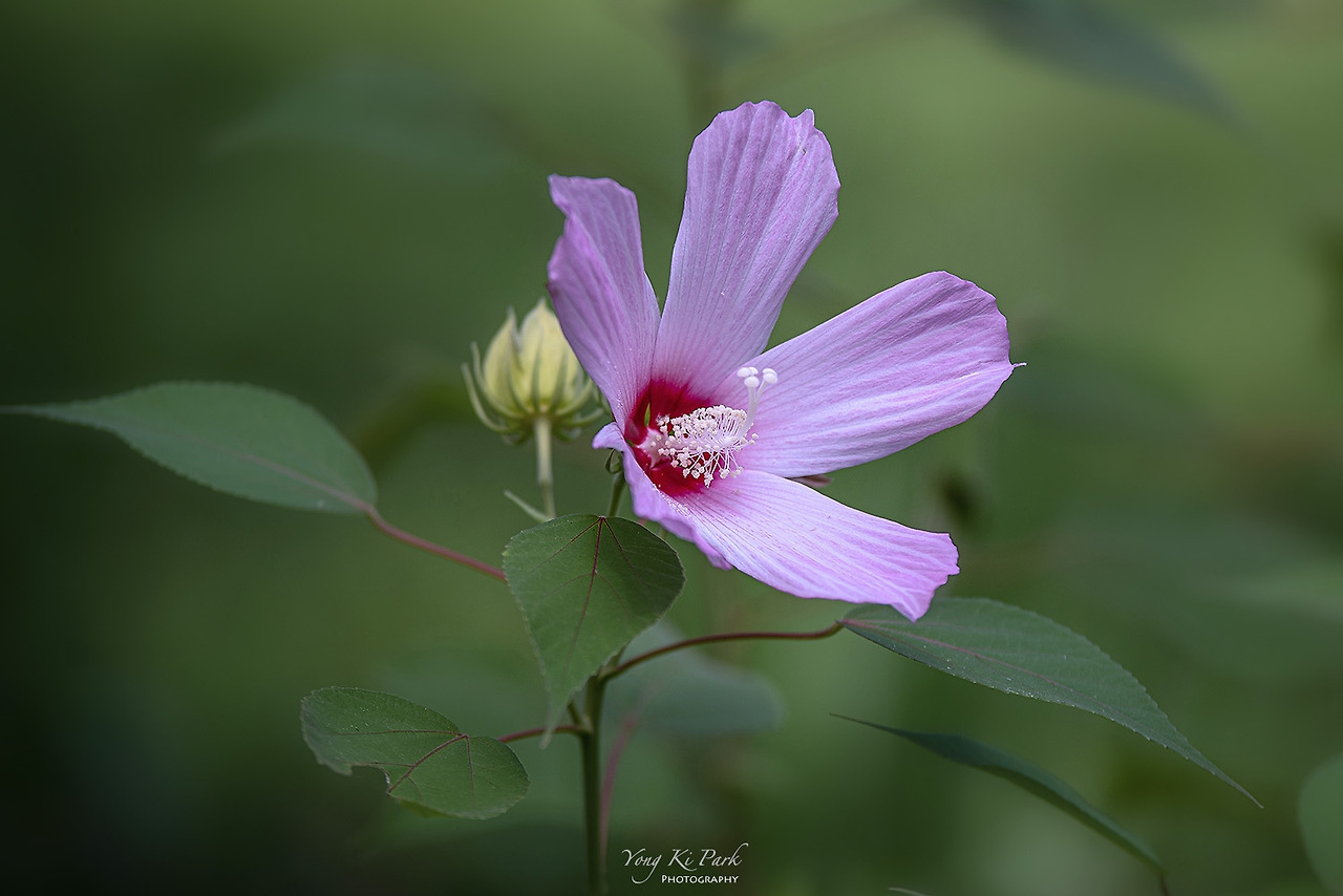 119_3990-s-Afterimages of summer-8.jpg