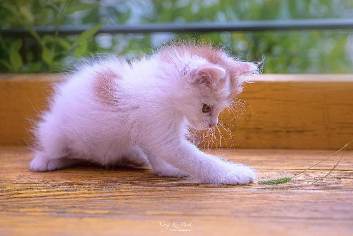 122_3905-c-s-Curiosity of a little kitten-2.jpg