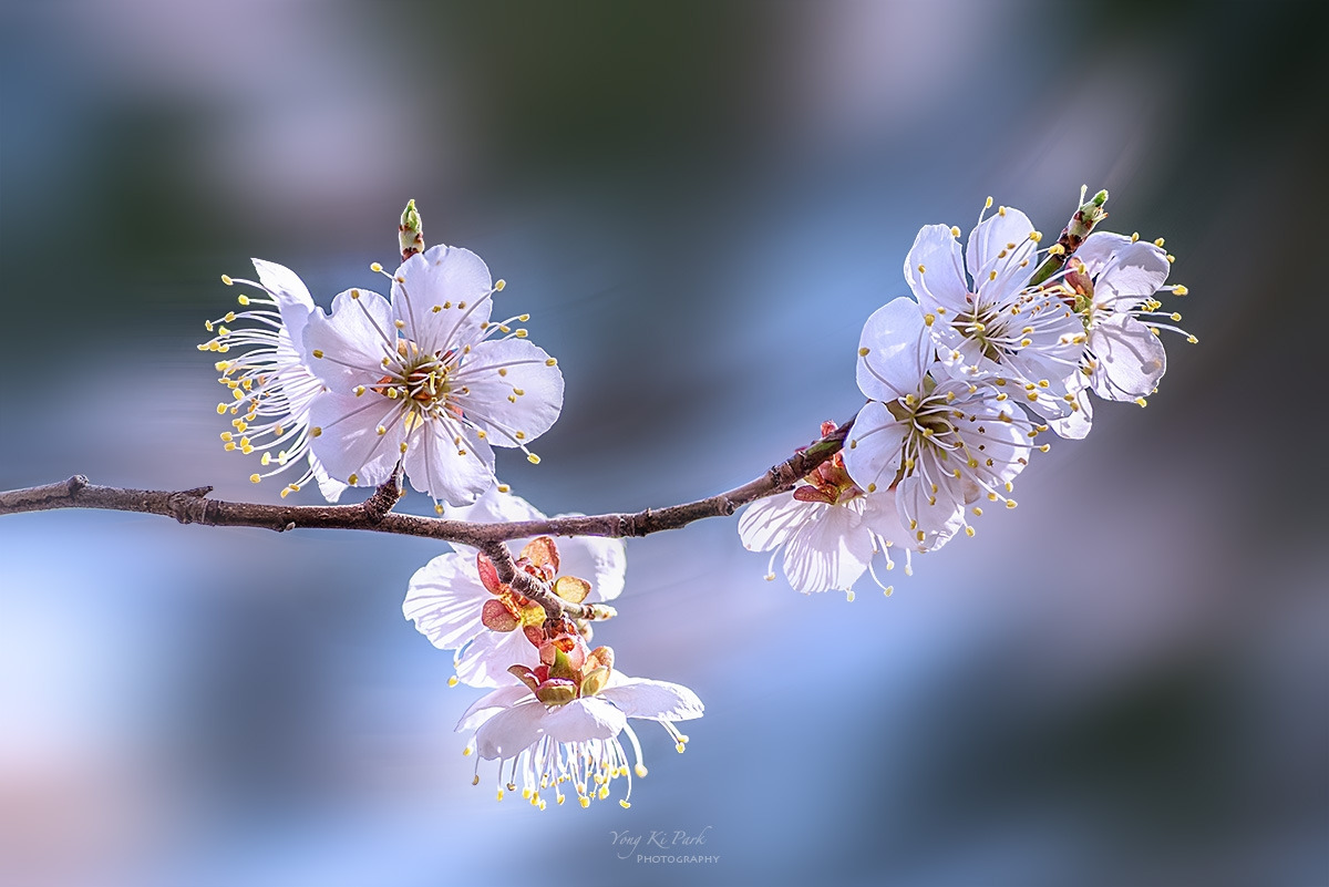 134_3980-85-st-m-s-Spring that came to me-11.jpg