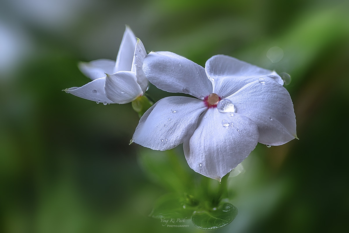 131_7668-80-st-s-Dreams of summer-11.jpg