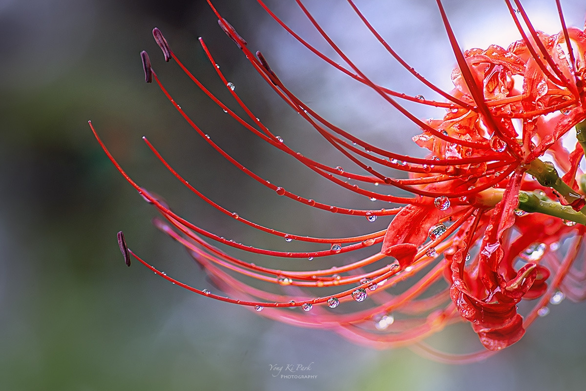 127_0985-94-st-c2-s-When autumn knocks on the door 2023-6.jpg