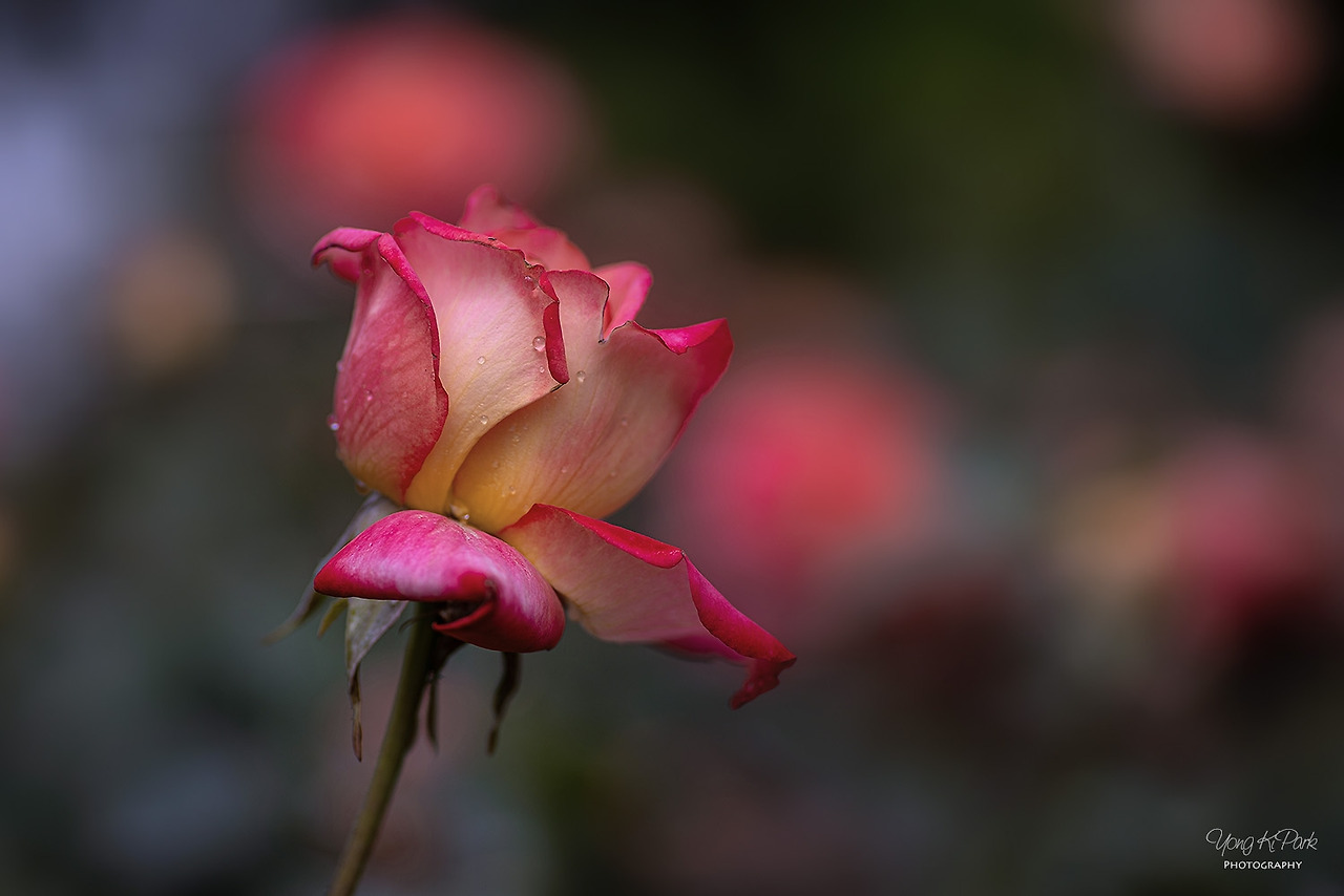 117_2694-s-Garden of June-1.jpg