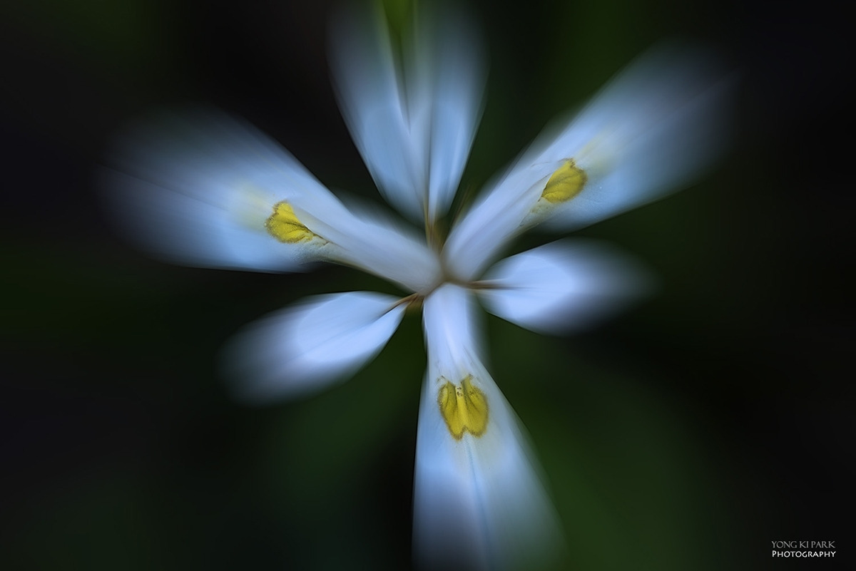 106_7320-23-st-m-s-AF-A dream of the spring-2.jpg