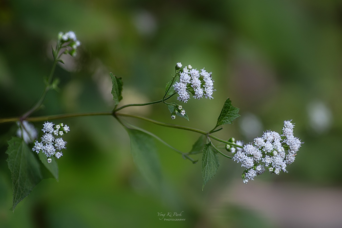 127_3650-52-st-s-Touch of autumn-6.jpg