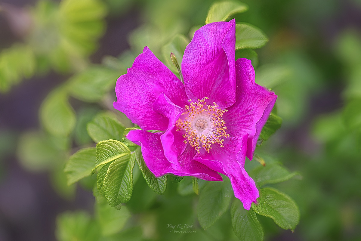 135_6961-66-st-s-a trip on a spring day-7.jpg