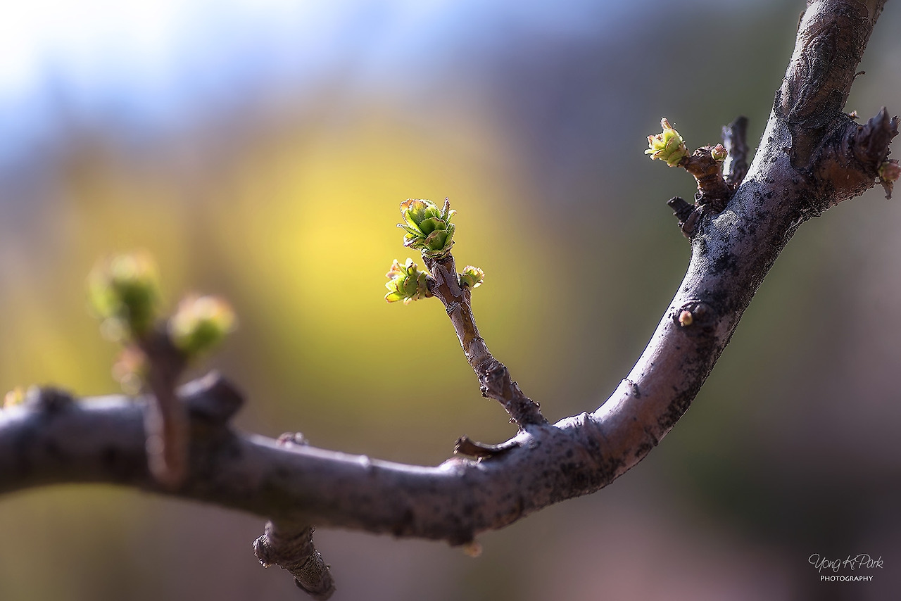 113_1054-s-You are my spring-2.jpg