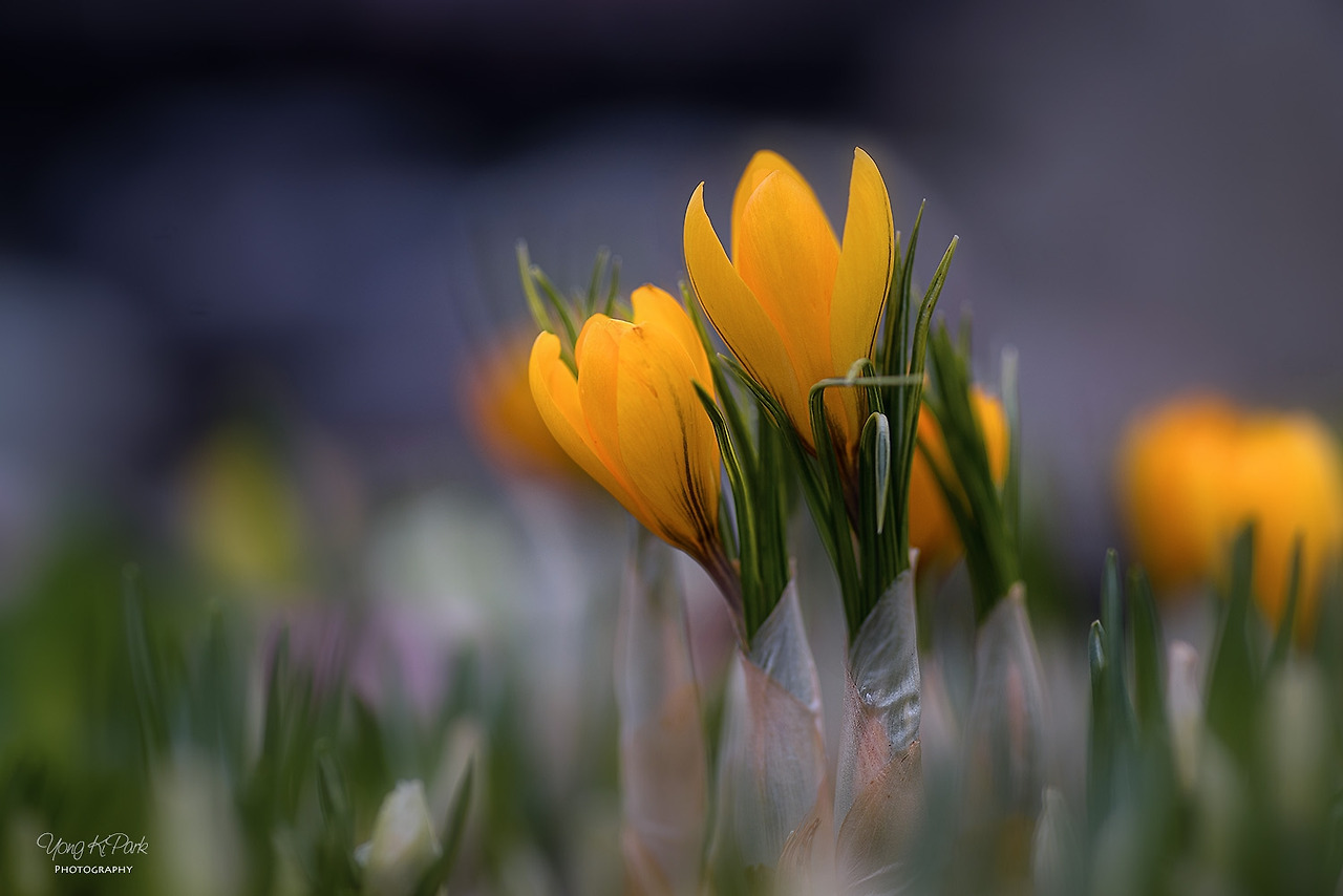 116_5234_36-st-s-Spring is there-6.jpg