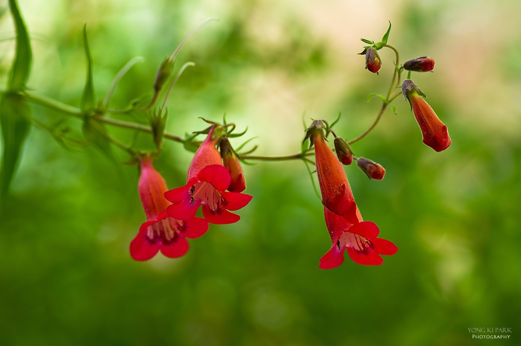 306_5462-s-In the garden of Monet - 10-Penstemon.jpg