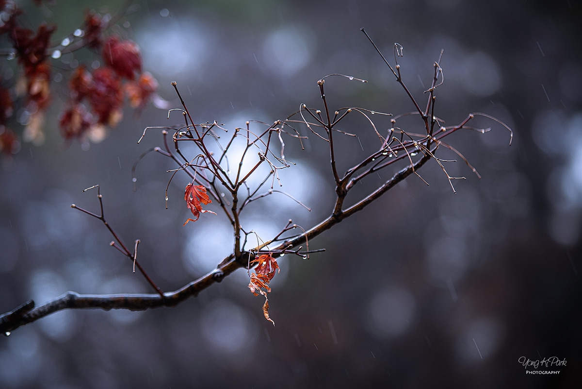 116_0825-s-AF-Winter rain-8.jpg